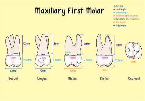 first and second molars|15: Molars .